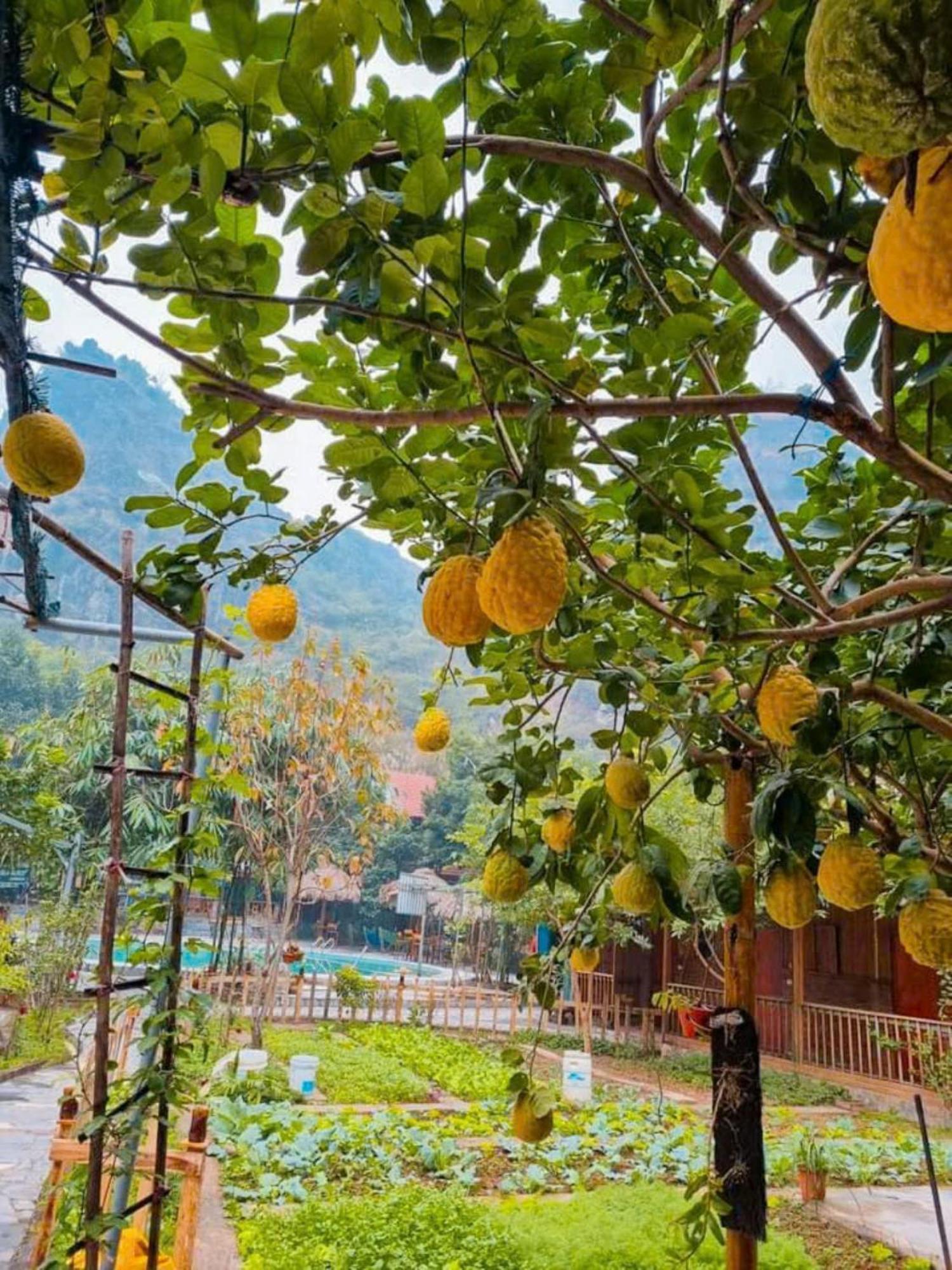 Hoalu Ecolodge Homestay Ninh Binh Exteriér fotografie